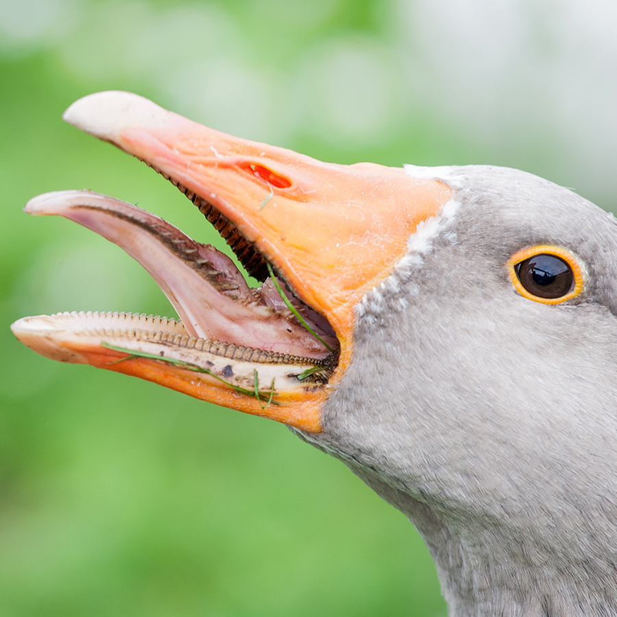 America's ToothFairy Fun Facts About Animal Teeth